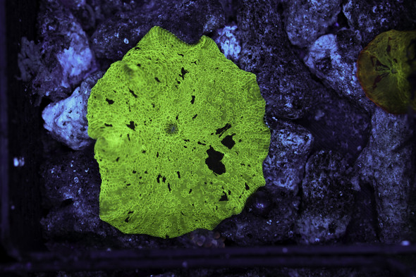 Mint Chip Jawbreaker Discosoma WYSIWYG  - SAQ Coral Farm