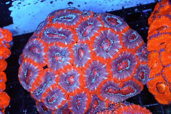 LG Purple And Orange Acan Coral Colony WYSIWYG - SAQ Coral Farm