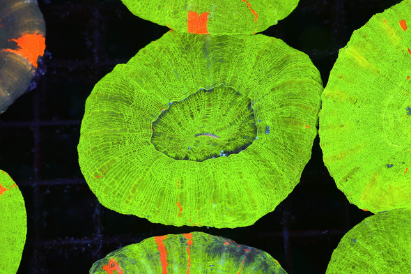 Green Scolymia WYSIWYG - SAQ Coral Farm