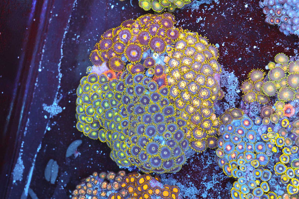 Multi-Zoanthid Rock Colony WYSIWYG - SAQ Coral Farm