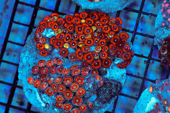 Multi-Zoanthid Rock Colony WYSIWYG - SAQ Coral Farm