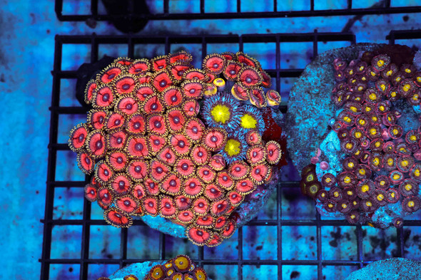 Multi-Zoanthid Rock Colony WYSIWYG - SAQ Coral Farm