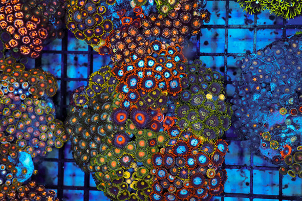 Multi-Zoanthid Rock Colony WYSIWYG - SAQ Coral Farm