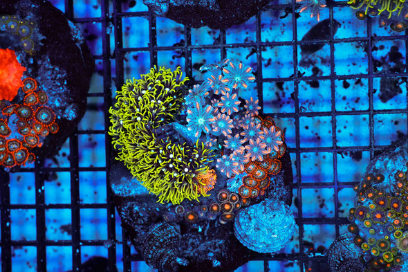 Multi-Zoanthid Rock Colony WYSIWYG - SAQ Coral Farm
