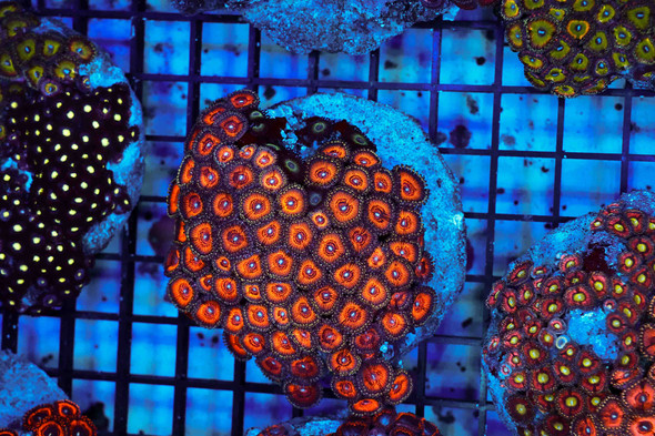 Multi-Zoanthid Rock Colony WYSIWYG - SAQ Coral Farm