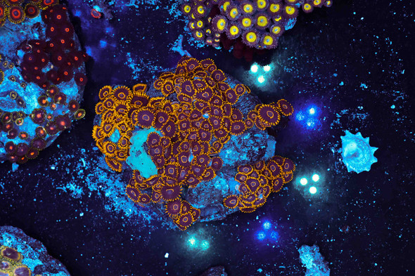 Multi-Zoanthid Rock Colony WYSIWYG - SAQ Coral Farm
