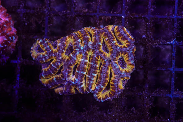Pikachu Asian Acan Colony WYSIWYG - SAQ Coral Farm