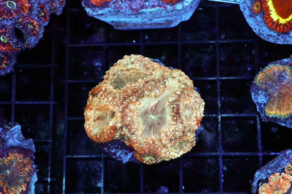 Peach Blastomussa WYSIWYG - SAQ Coral Farm