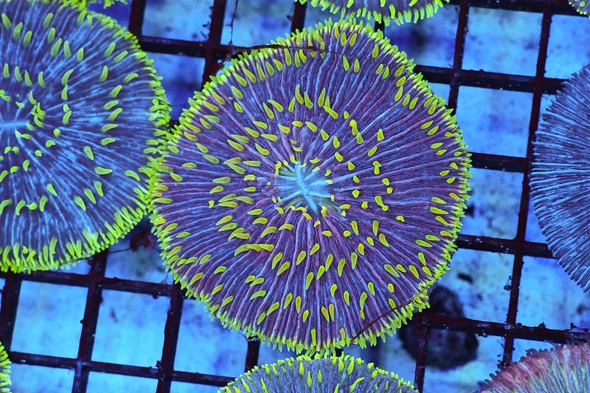 Monster Fungia Plate WYSIWYG - SAQ Coral Farm