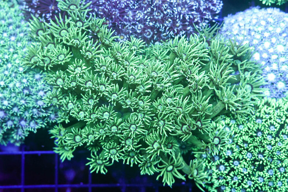 Mint Green Goniopora Colony WYSIWYG - SAQ Coral Farm
