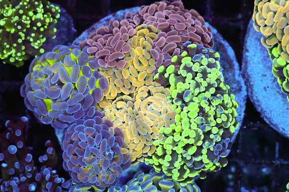 Hammer Garden Colony WYSIWYG - SAQ Coral Farm