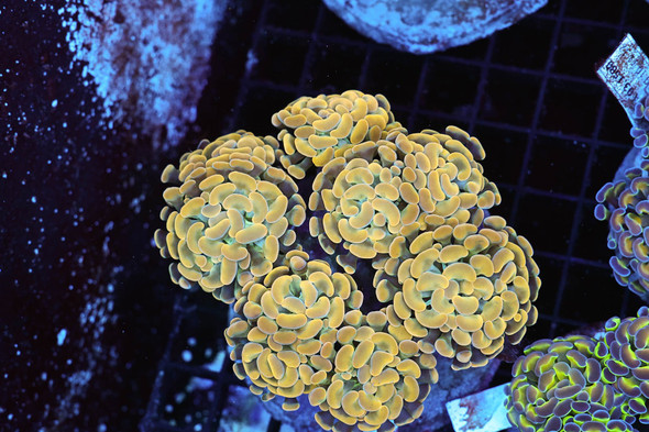 Gold Hammer Colony WYSIWYG - SAQ Coral Farm