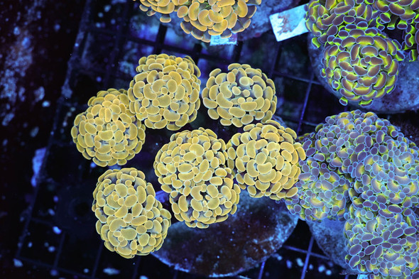 Gold Hammer Colony WYSIWYG - SAQ Coral Farm