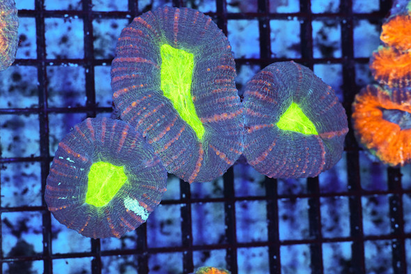 Purple Lobophylla WYSIWYG - SAQ Coral Farm