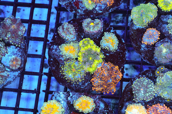 Ricordea Yuma Combo Rock WYSIWYG - SAQ Coral Farm