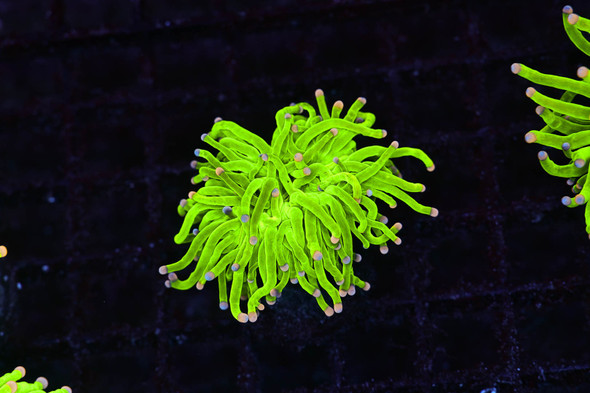 Holy Grail Torch WYSIWYG - SAQ Coral Farm