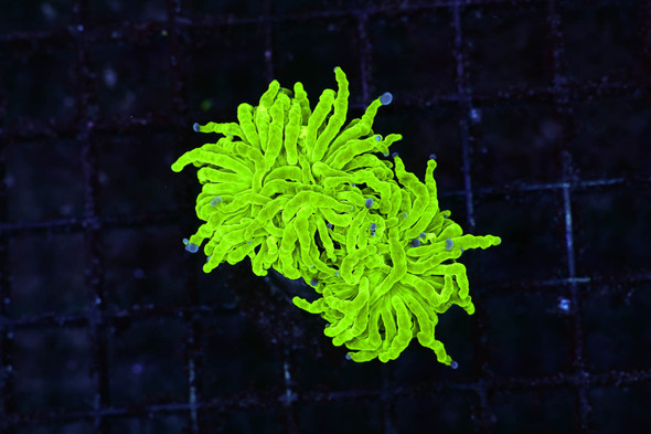 Holy Grail Torch WYSIWYG - SAQ Coral Farm