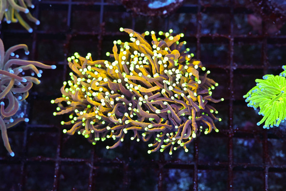 Gold Torch WYSIWYG - SAQ Coral Farm