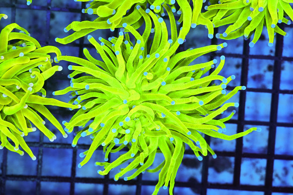 Holy Grail Torch WYSIWYG - SAQ Coral Farm