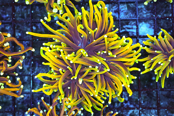 Gold Torch WYSIWYG - SAQ Coral Farm