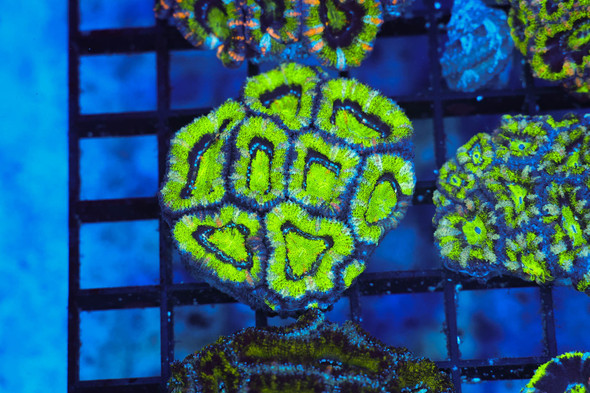 Green Acan Cluster WYSIWYG - SAQ Coral Farm