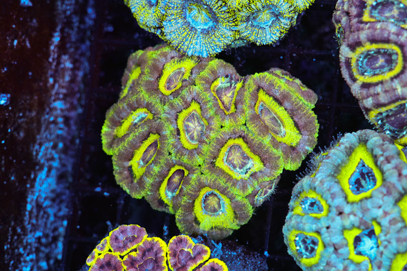 Vibrant Forest Asian Acan Colony WYSIWYG - SAQ Coral Farm