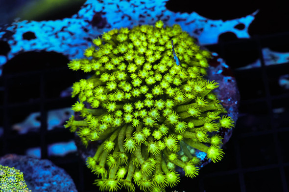 Neon Green Goniopora Coral Colony WYSIWYG - SAQ Coral Farm