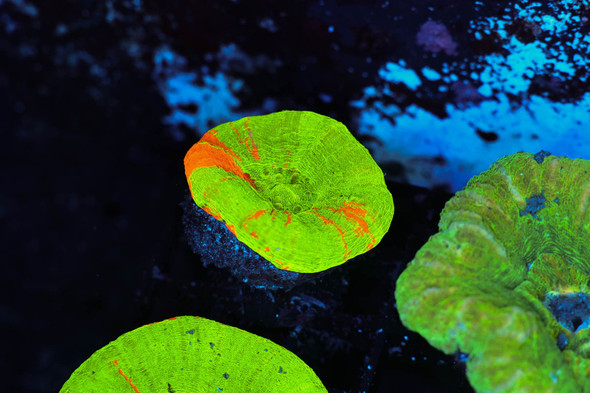 Bleeding Apple Scolymia WYSIWYG - SAQ Coral Farm