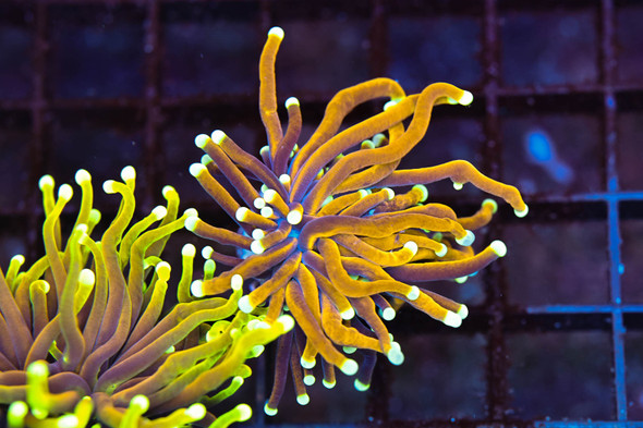 Gold Torch WYSIWYG - SAQ Coral Farm