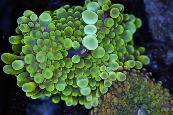 Bounce Yuma Mushroom WYSIWYG - SAQ Coral Farm