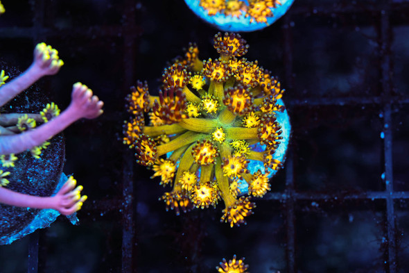 Firecracker Goniopora Coral WYSIWYG - SAQ Coral Farm