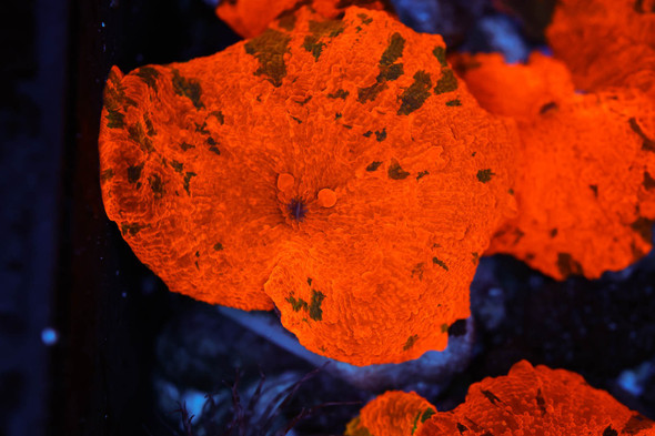 Darth Maul Jawbreaker Discosoma Mushroom WYSIWYG - SAQ Coral Farm