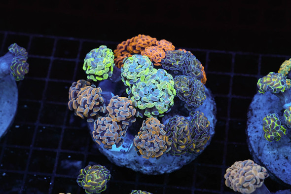 Hammer Garden Colony WYSIWYG - SAQ Coral Farm
