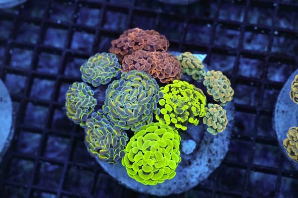 Hammer Garden Colony WYSIWYG - SAQ Coral Farm