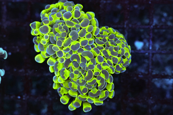 Frammer Colony WYSIWYG - SAQ Coral Farm