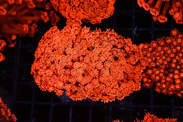 Lava Goniopora Colony WYSIWYG - SAQ Coral Farm