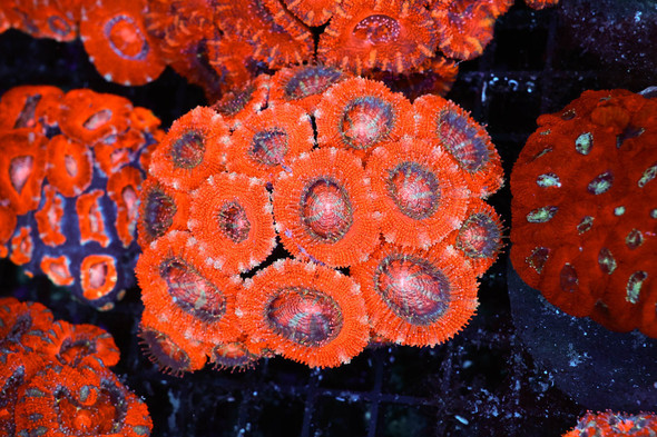 Red Acan Colony WYSIWYG - SAQ Coral Farm