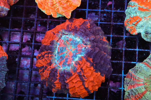 War Paint Acantho WYSIWYG - SAQ Coral Farm