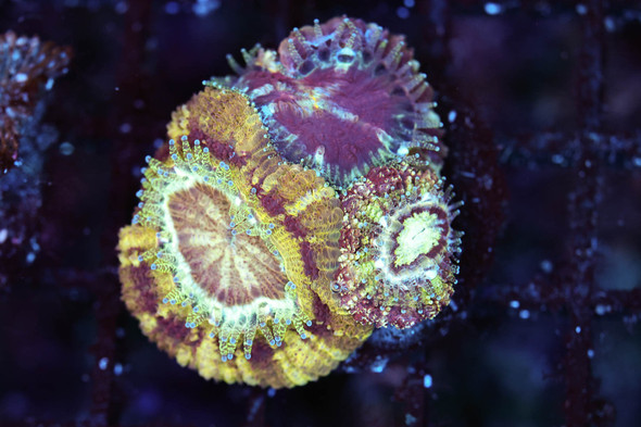 Asian Acan Frag WYSIWYG - SAQ Coral Farm