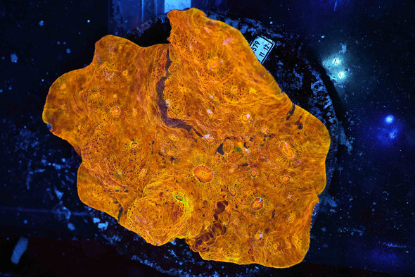 Orange Chalice Colony WYSIWYG - SAQ Coral Farm