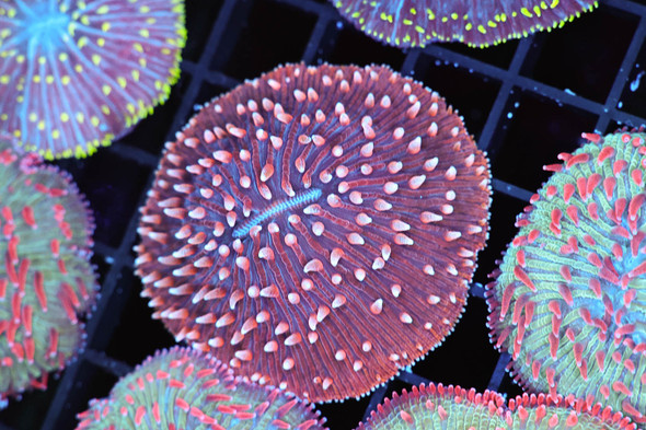 Bubblegum Fungia Plate Coral WYSIWYG - SAQ Coral Farm