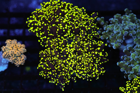 Neon Green Frogspawn Coral Colony WYSIWYG - SAQ Coral Farm