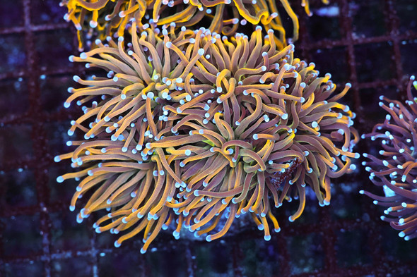 Large Nine Tails Torch Coral Colony WYSIWYG - SAQ Coral Farm