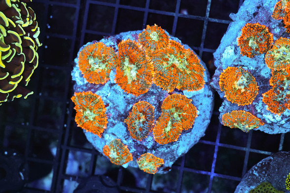 Orange Rhodactis Mushroom Colony WYSIWYG - SAQ Coral Farm