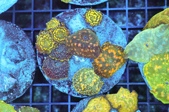 Disco Mushroom Colony WYSIWYG - SAQ Coral Farm