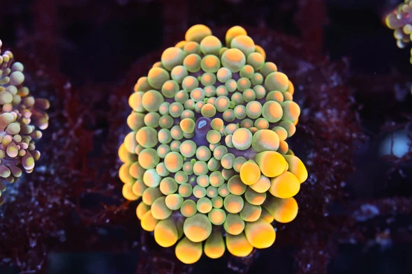 Bounce Yuma Mushroom WYSIWYG - SAQ Coral Farm