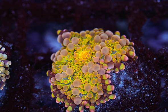 Bounce Yuma Mushroom WYSIWYG - SAQ Coral Farm