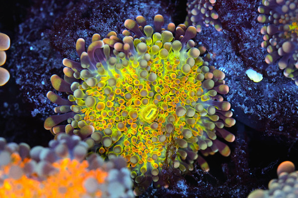 Bounce Yuma Mushroom WYSIWYG - SAQ Coral Farm
