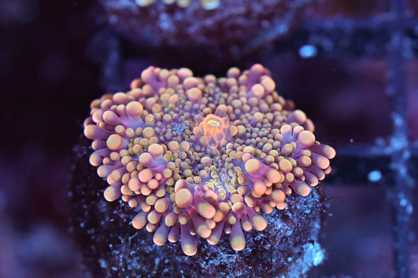 Bounce Yuma Mushroom WYSIWYG - SAQ Coral Farm
