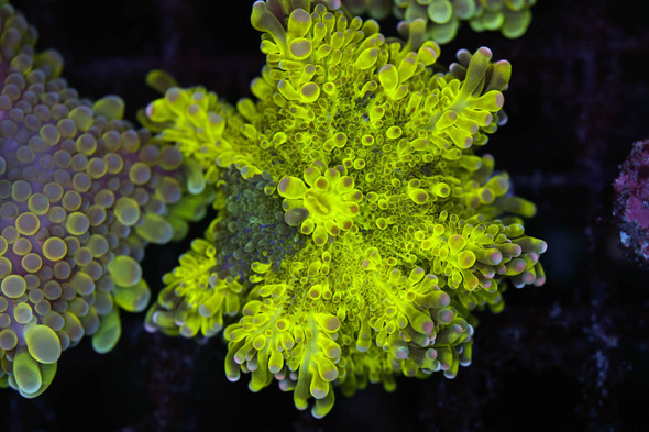 Bounce Yuma Mushroom WYSIWYG - SAQ Coral Farm
